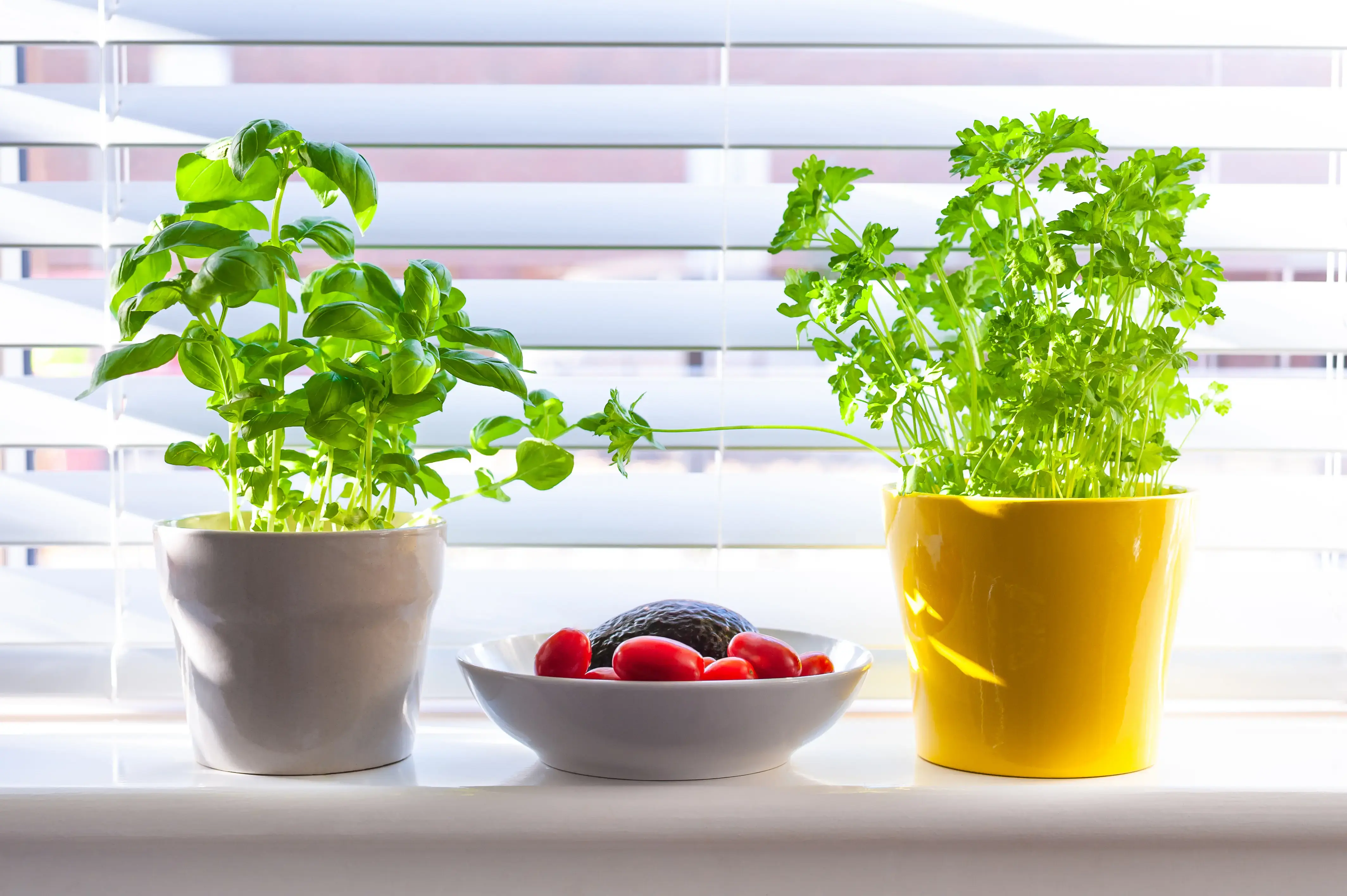 homegrown-herb-plants-in-pots-on-window-parapet-b-2024-12-02-19-13-47-utc