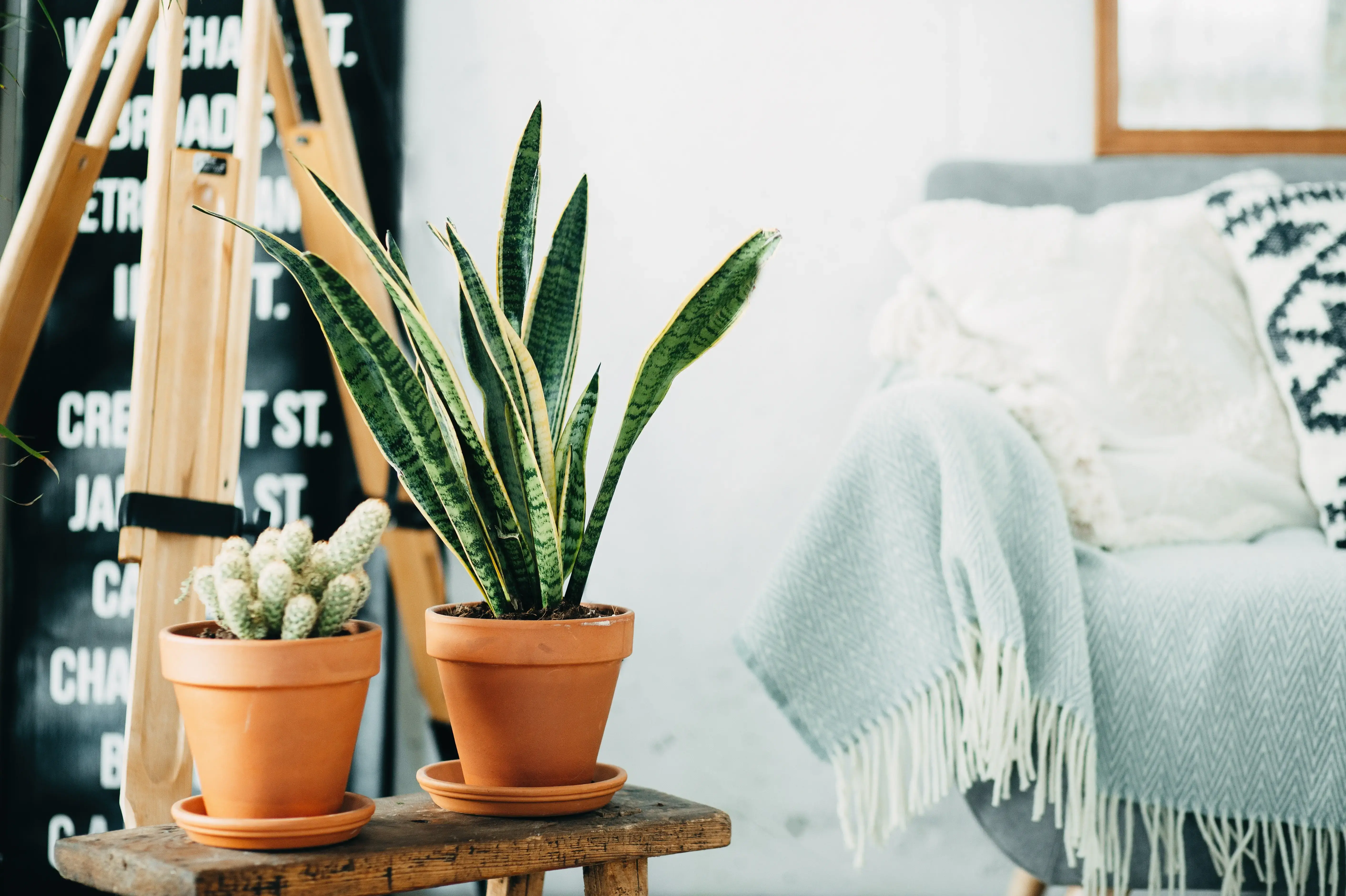 homemade-plant-in-a-modern-room-2024-11-29-22-57-31-utc