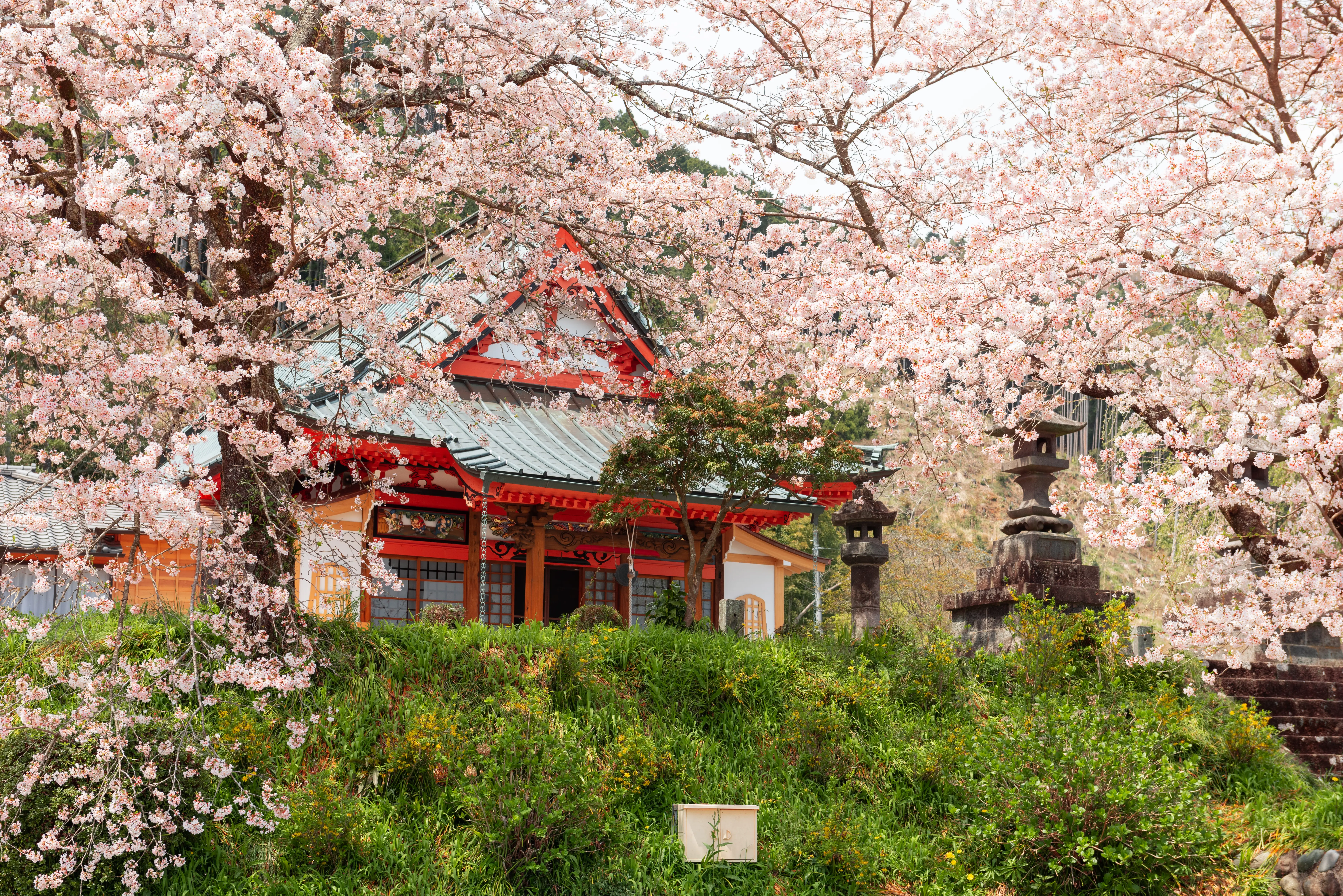 kotokuji-temple-shizuoka-japan-in-spring-2025-03-24-00-26-30-utc